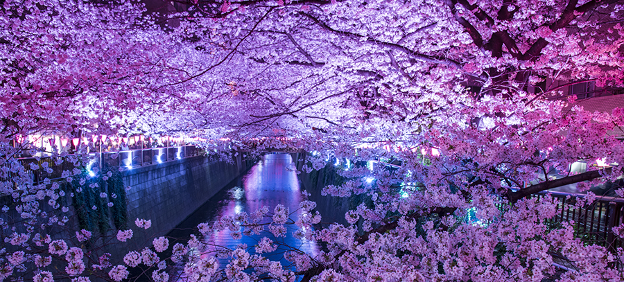 La Oficina Nacional de Turismo de Japón apuesta por el mercado español y por el regreso de Iberia a Japón